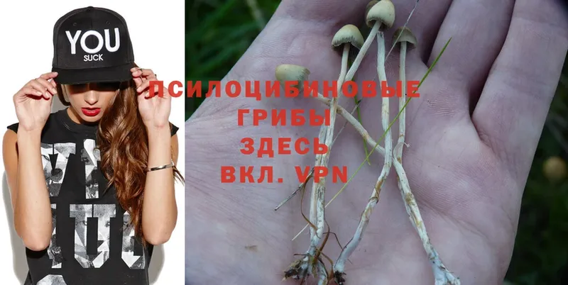 Псилоцибиновые грибы Psilocybine cubensis  ОМГ ОМГ tor  Орехово-Зуево 